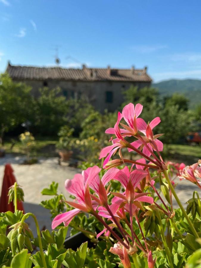 Agriturismo La Via Dell'Oliviera Villa Ciciano Kültér fotó